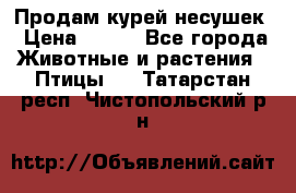 Продам курей несушек › Цена ­ 350 - Все города Животные и растения » Птицы   . Татарстан респ.,Чистопольский р-н